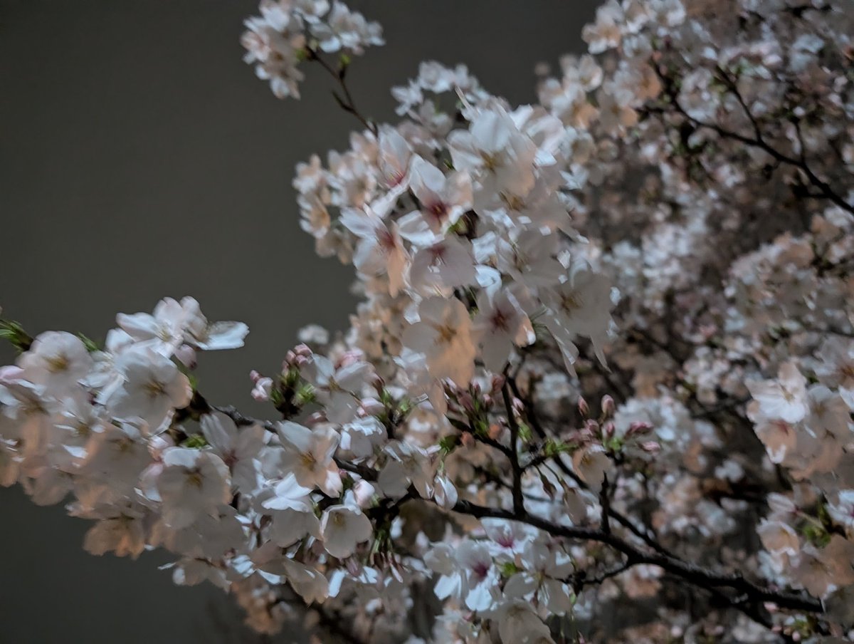 Crown.Draw/👑相方みるく tweet media