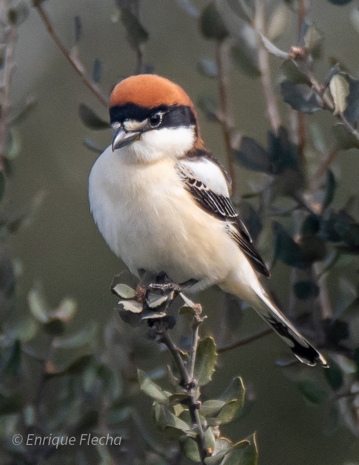 Enrique Flecha tweet media