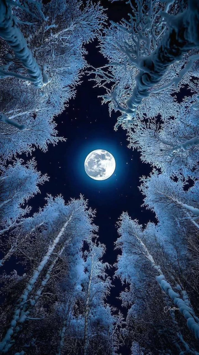 MOON 🌙 tweet media