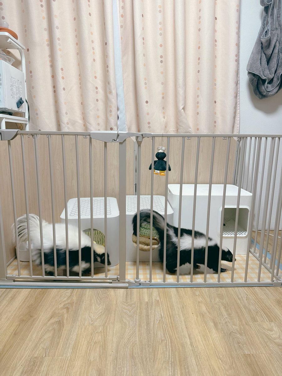 potahoku's tweet image. ただいま、skunk boys🦨🦨

#skunks #skunk #スカンク #シマスカンク #パンジー #しりもち  #Pansy #Shirimochi #PansyandShirimochi