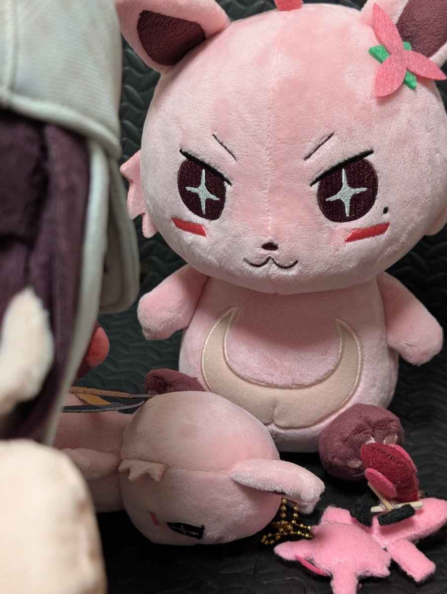 555gh🌽（ファイズ）（挟んでおいたよ、　君は今日からもふもふだ。 ） tweet media