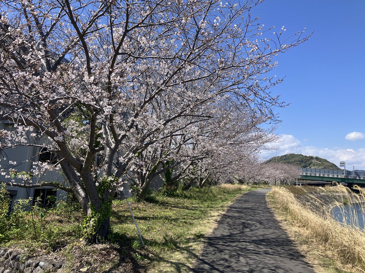 河口りま🟠藤枝市政改革委員 tweet media