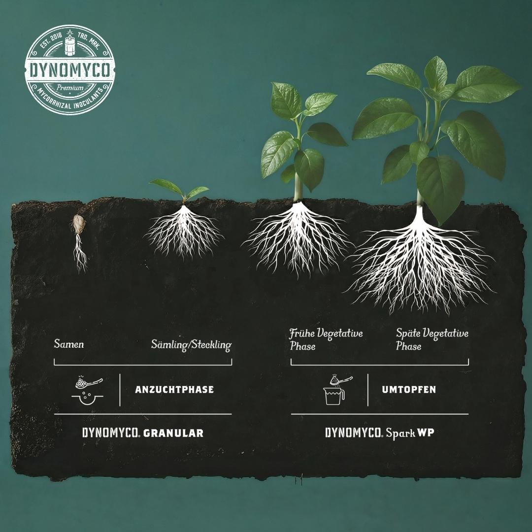 DYNOMYCO's tweet photo. DYNOMYCO Granular is your go-to for inoculations & transplants, while SPARK WP fires up vegetative growth—together fueling synergy with beneficial mycorrhiza, bacteria & humic acid. Boost your soil & reap sustainable benefits!
#DYNOMYCO #Mycorrhiza #Sustainability #GrowTips https://t.co/PQRT3ccT98