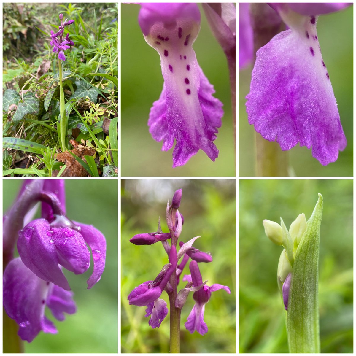StevePa46290725's tweet photo. My first Early-purple Orchid (Orchis mascula) of the year - and my third species in three days ! Lucky me ☺️ Dorset 3/4/26 #orchid #dorset https://t.co/pJ8zvpvD0U