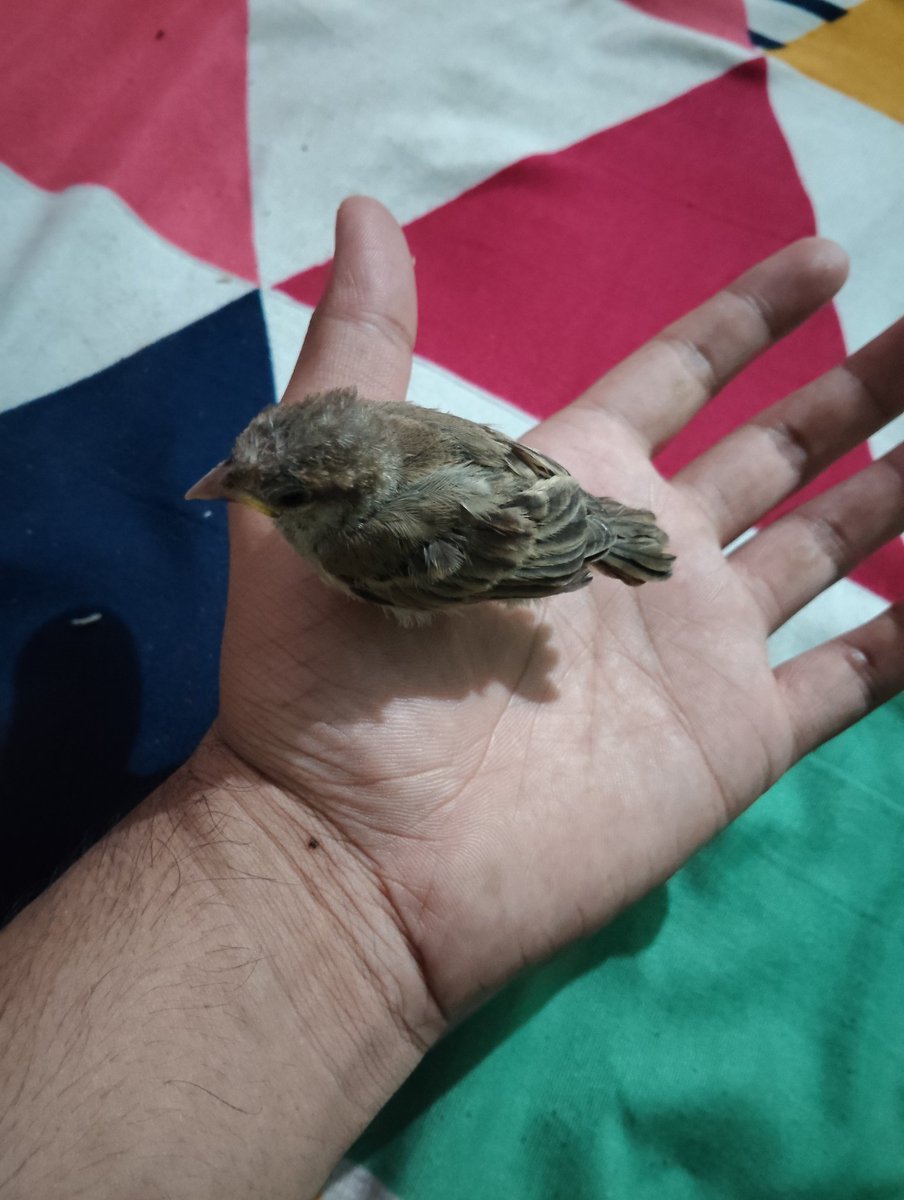 INTROVERT tweet media