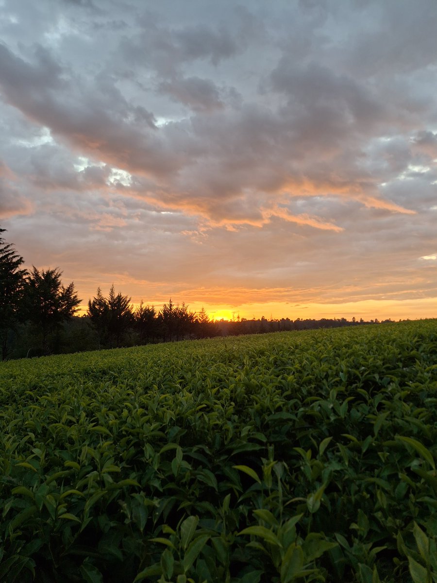 G.Terer_ 🐃 tweet media