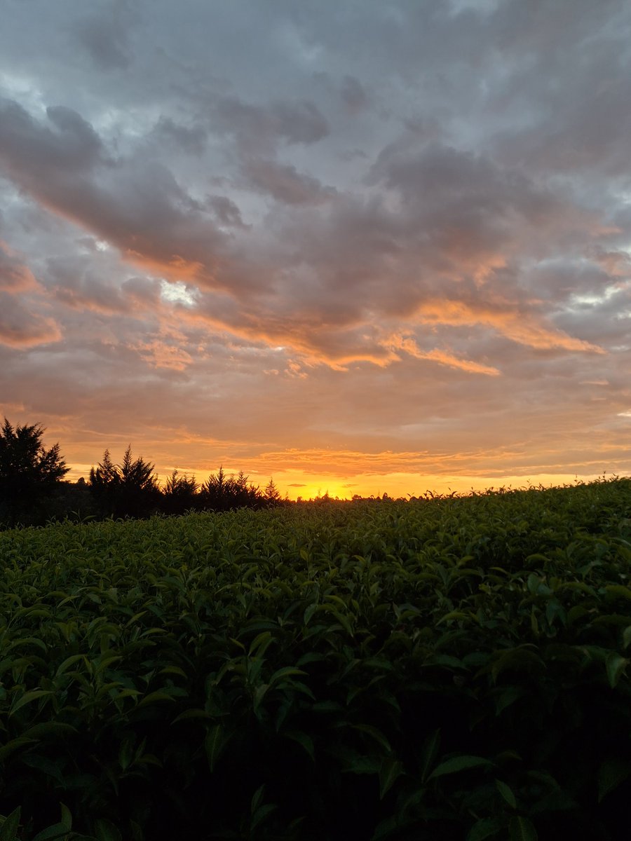 G.Terer_ 🐃 tweet media