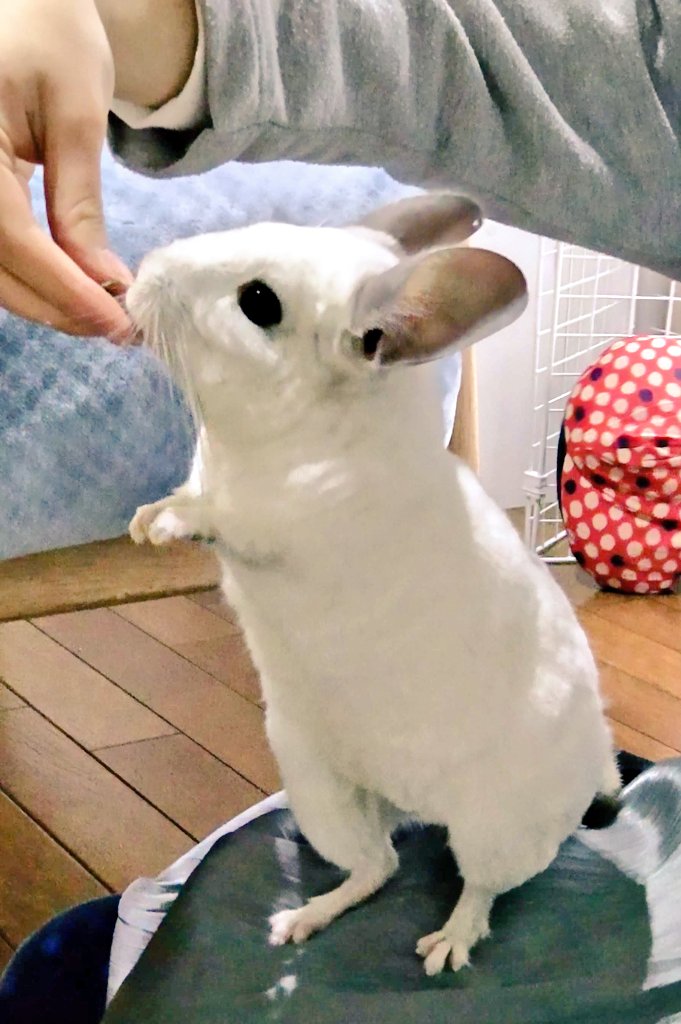 ルチル@まっすー tweet media