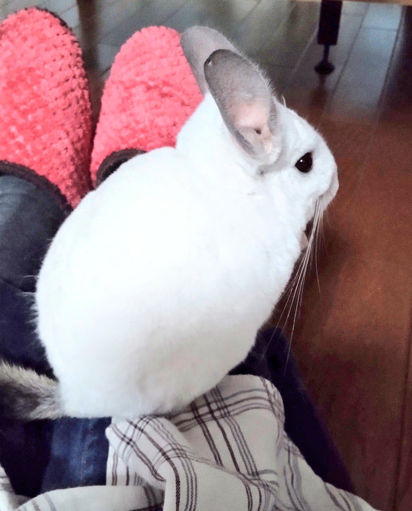 ルチル@まっすー tweet media