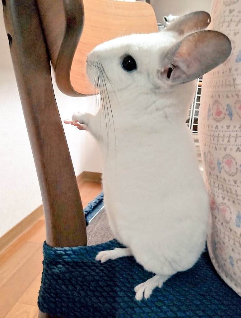 ルチル@まっすー tweet media