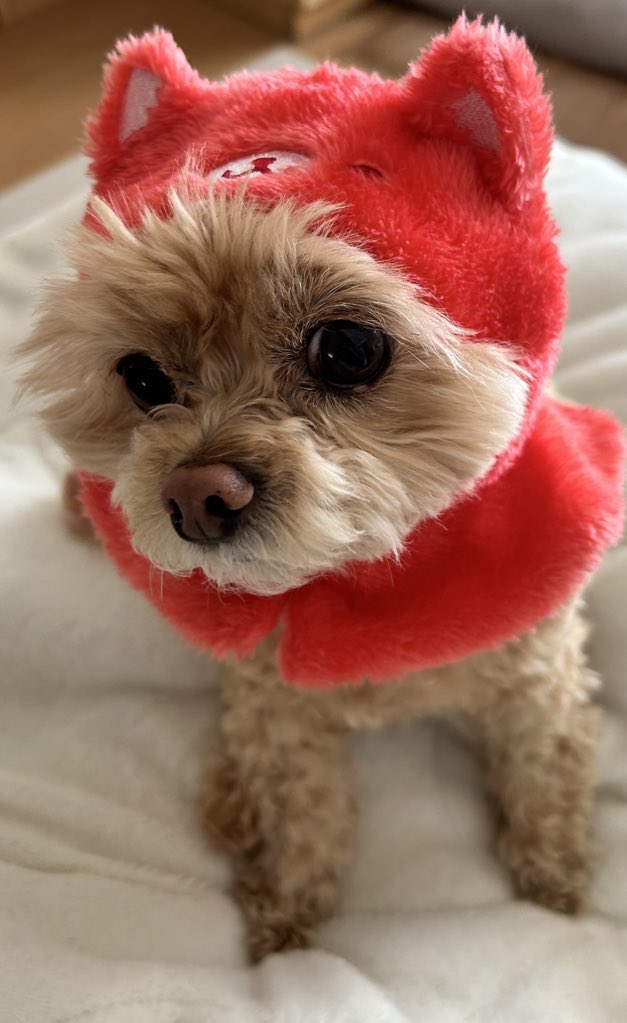 ももくま🧸@タグ出しました！！ tweet media