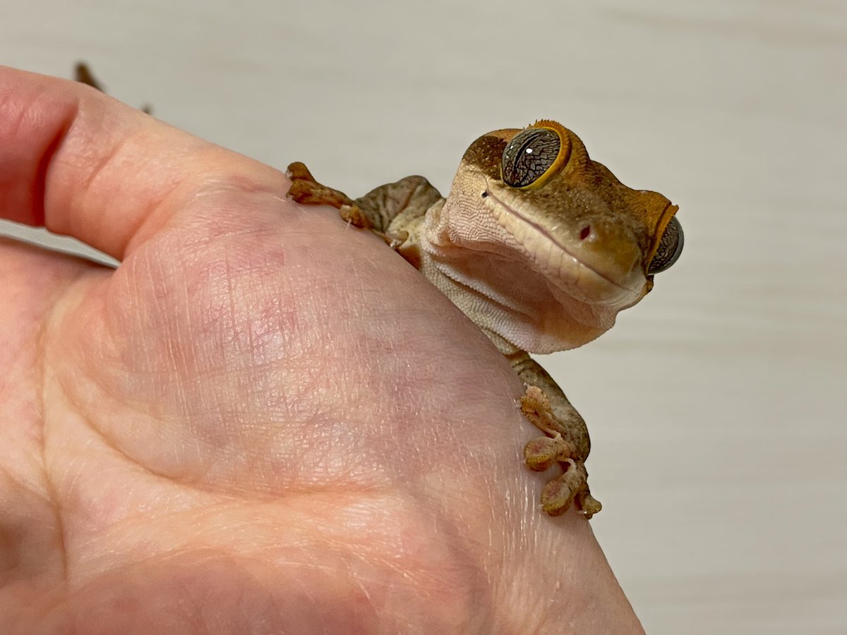 シュモ tweet media