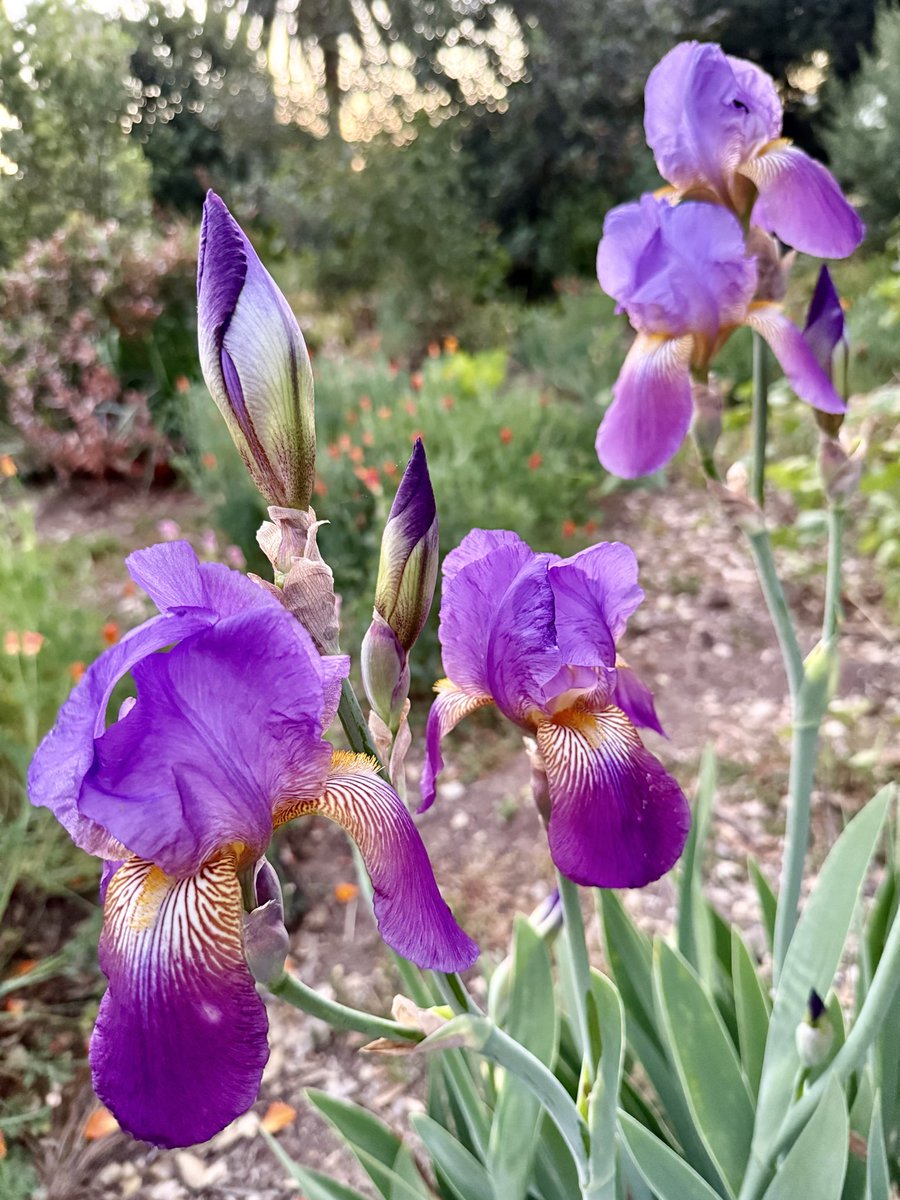 Alisa Varney tweet media