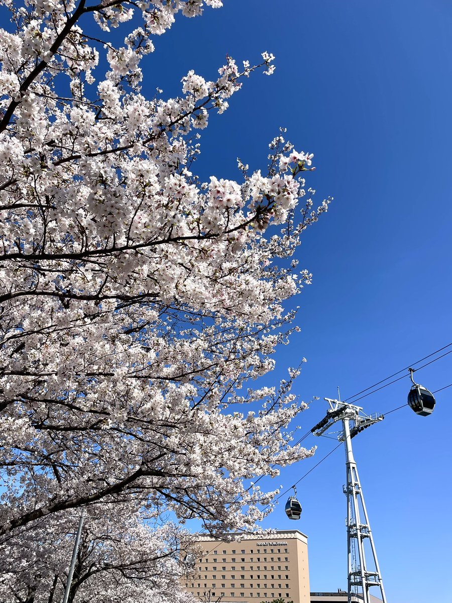 ころね。 tweet media