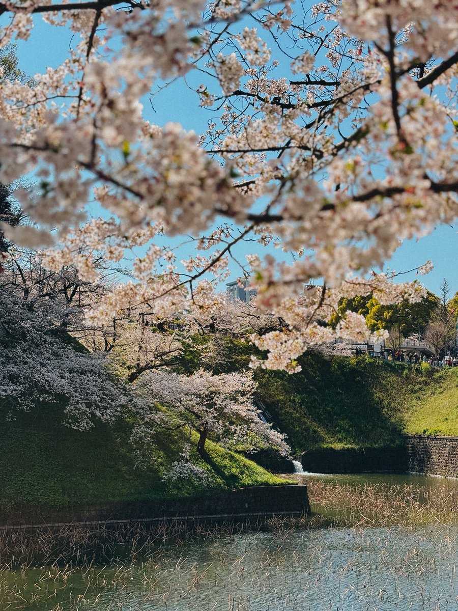 Chiko™ tweet media