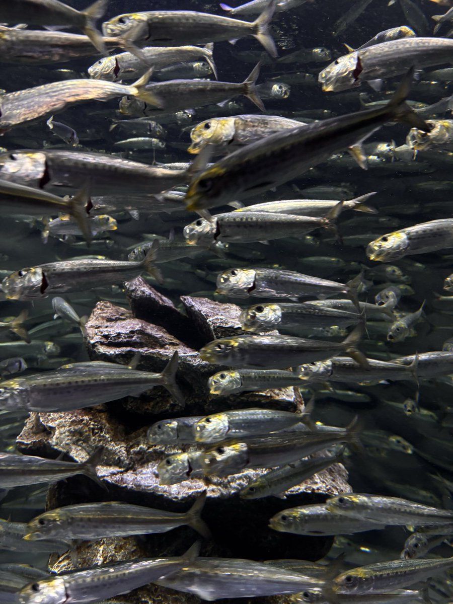 ﾊｼﾓﾄ tweet media