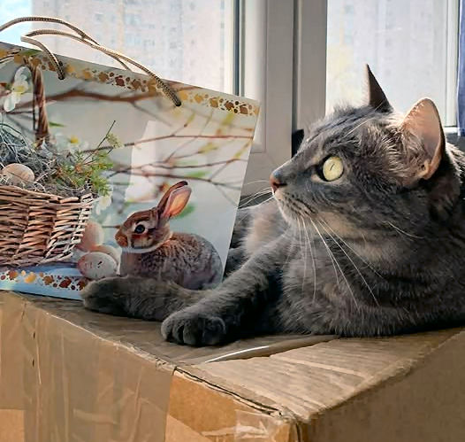 DancingMonkey tweet media