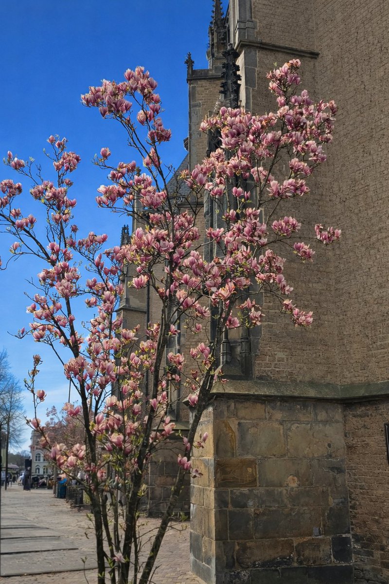 M☀️☀️naaa Zonnestraal des vaderlands tweet media