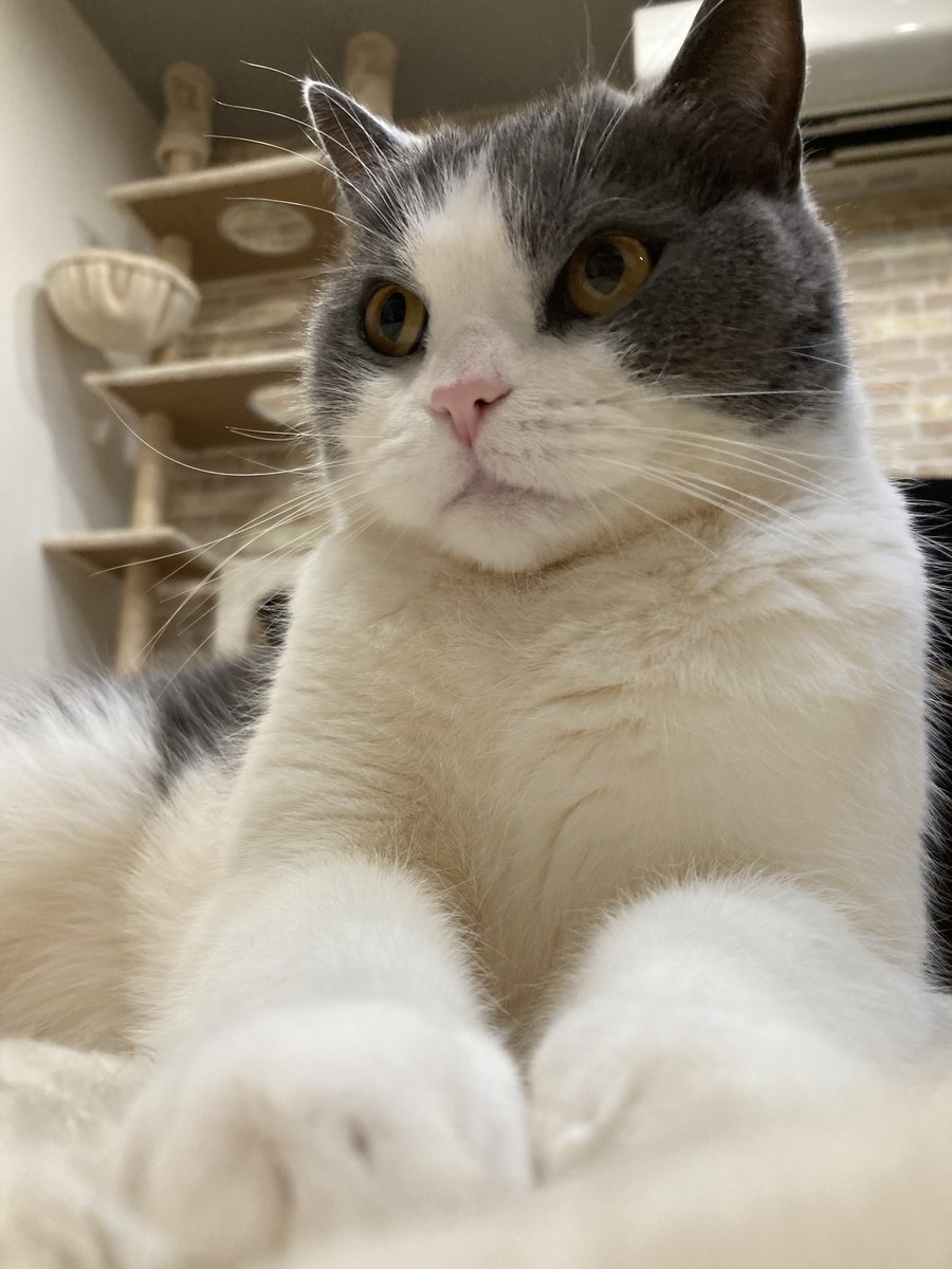 ケナコデラックス❤️ tweet media