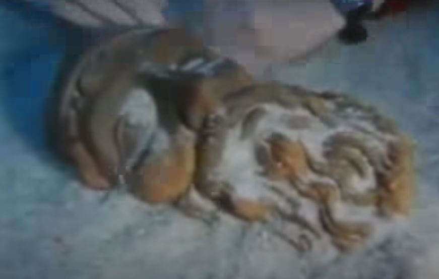 1972, off the coast of Southern Italy. An amateur diver spotted a human hand sticking out of the sand 8 meters deep. At first, he thought it was a corpse. As he dug into the sand, a face emerged, followed by a 2500-year-old bronze warrior.

Roman chemist Stefano Mariottini was