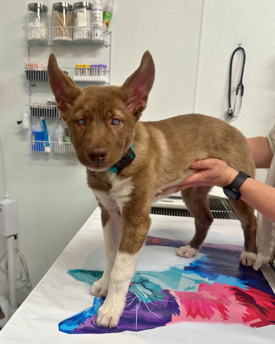 WeRateDogs tweet media