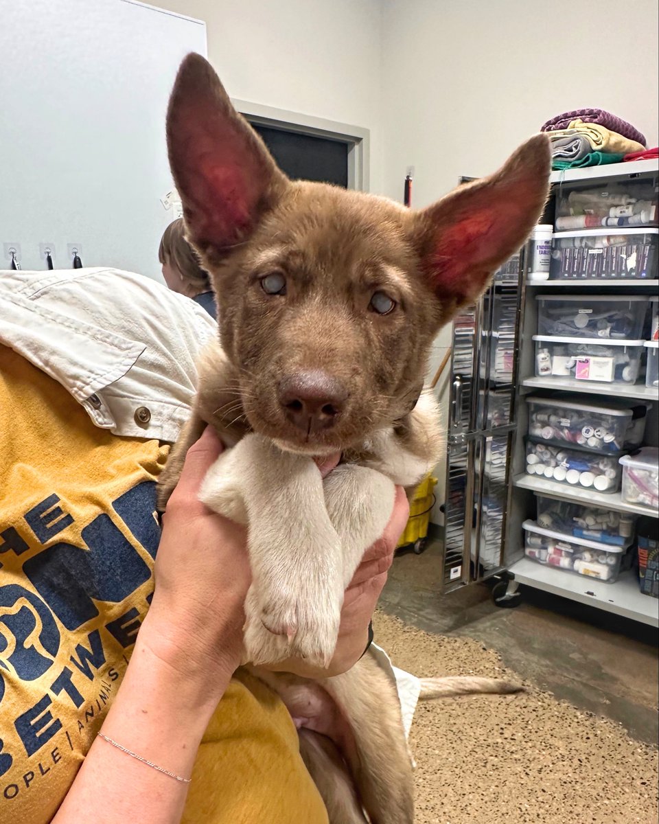 WeRateDogs tweet media