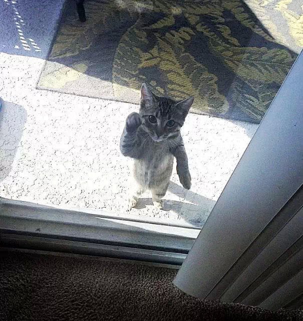 왕호두 tweet media