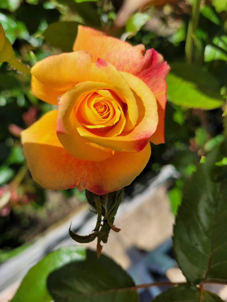 Fourcade Béatrice tweet media