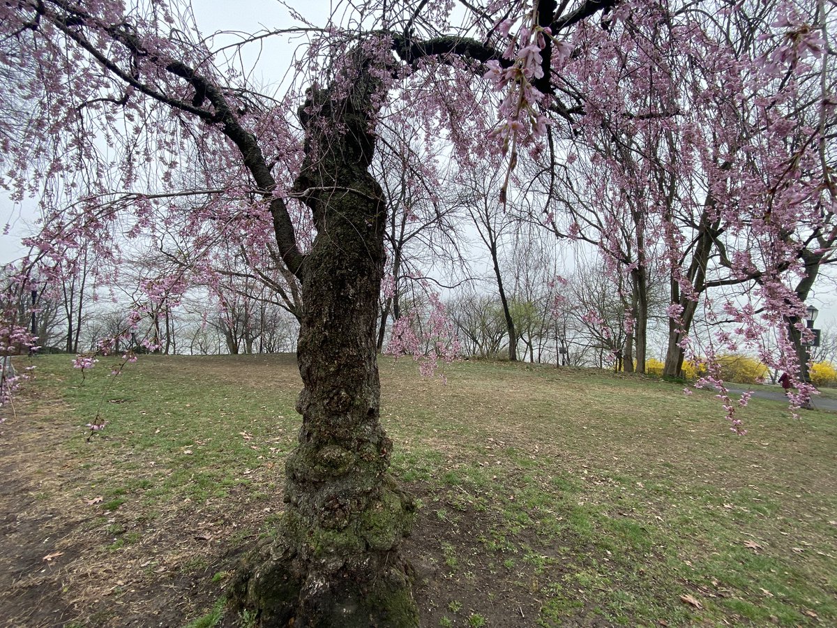 Charlie Corr tweet media