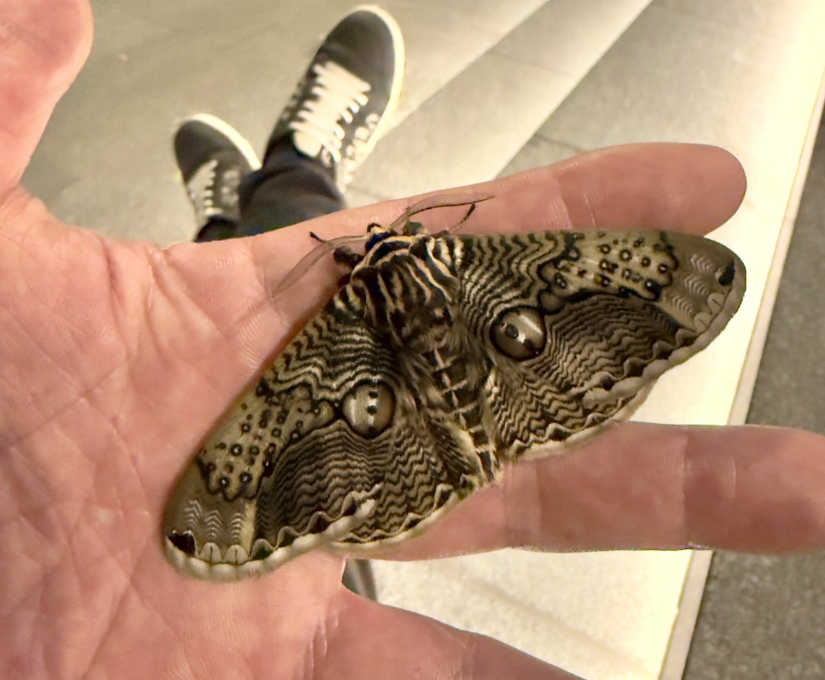 あまてらす tweet media