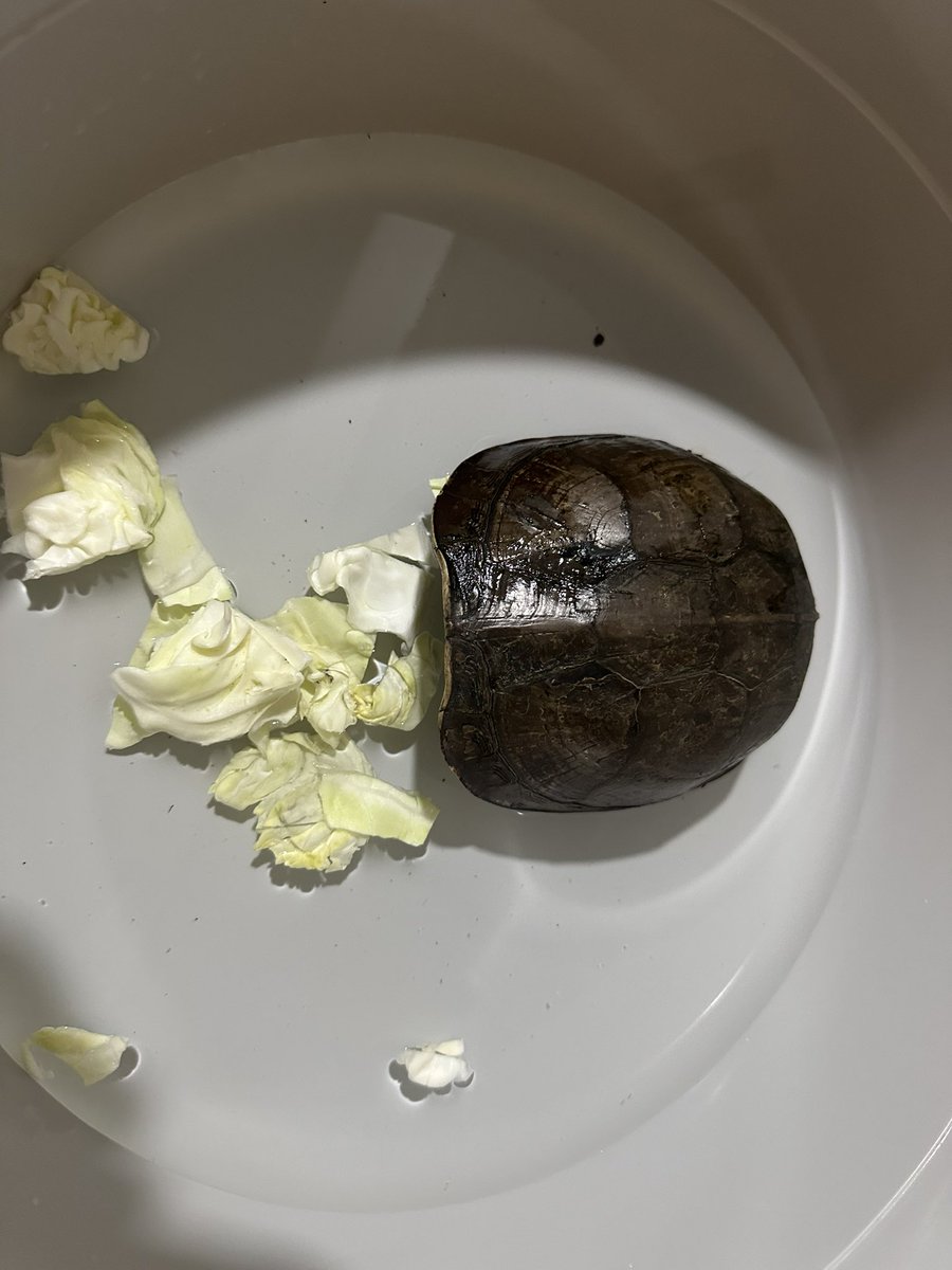 Randy Ady tweet media