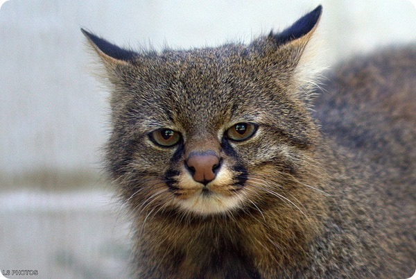 черепаший хлеб 🇷🇺 tweet media