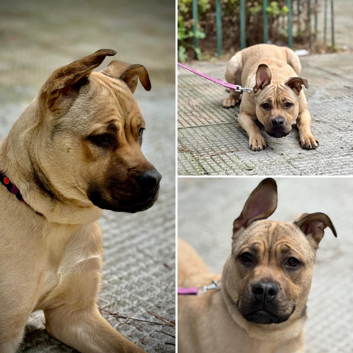 Tiziana Allasia tweet media