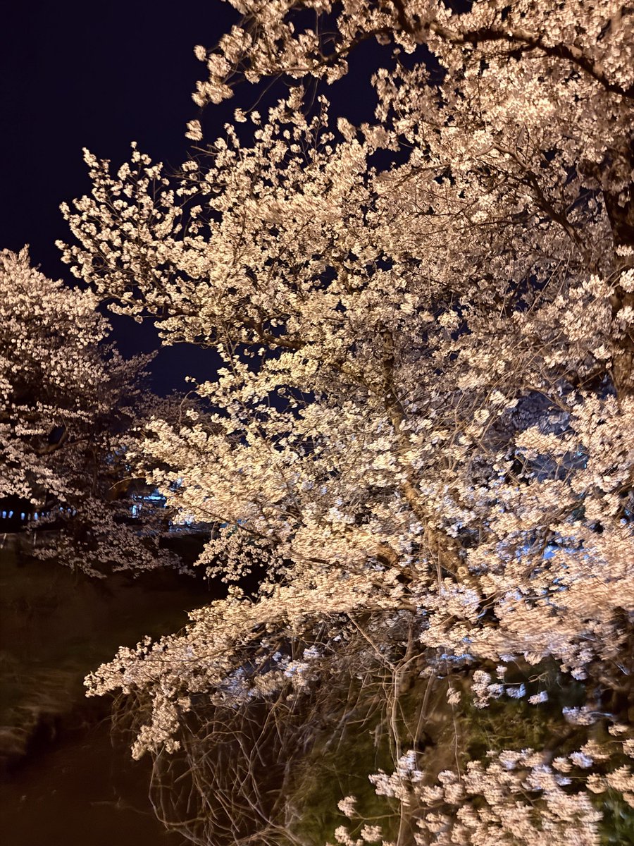 コツメ tweet media