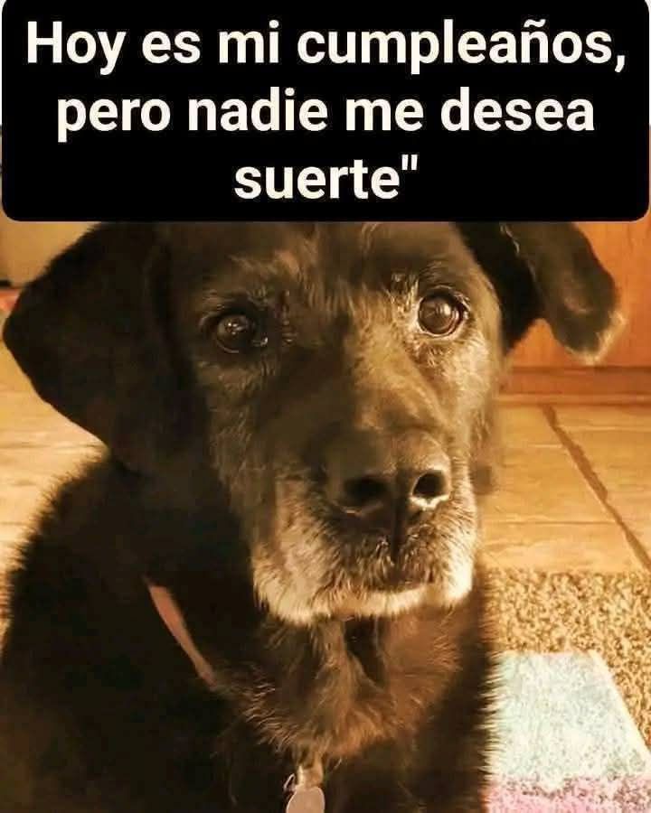 Ani Belén tweet media
