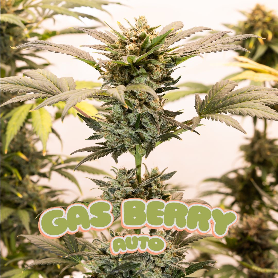 ULTRA LIMITED
Gas Berry Auto

Only 100 packs available
Comes with EXCLUSIVE freebies
2 pack of ((Zweet x sour apple) x sour gorilla) only at dirtybirdgenetics.com