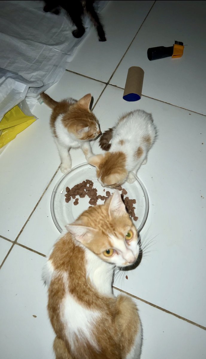 Gatinhos da Di 🐈 Abrigo Davi tweet media