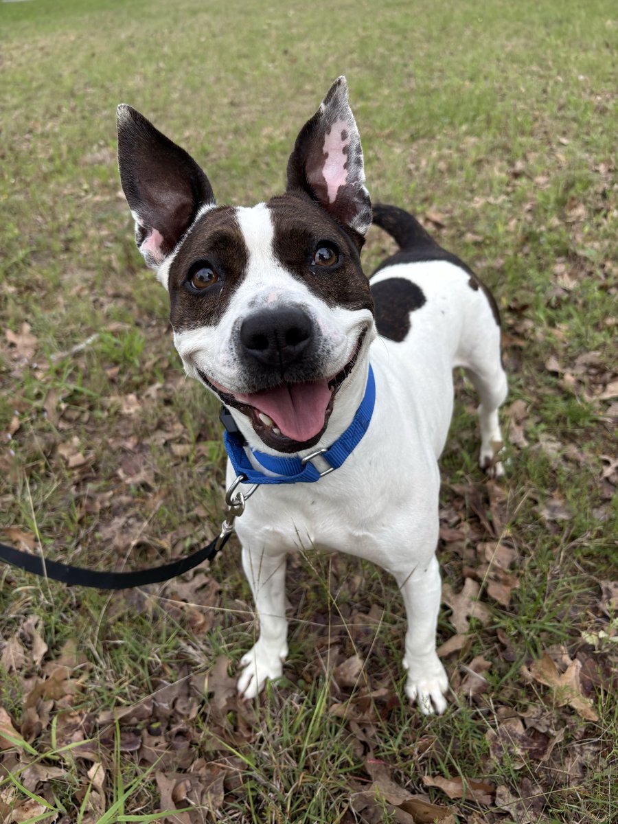 Aggieland Humane Society tweet media