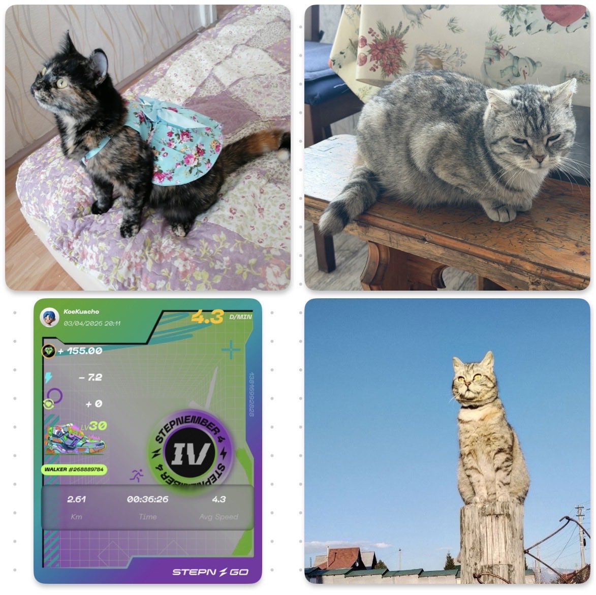 Koe_Kuacho's tweet photo. #STEPN #STEPNGO #StreetHunt #Cats https://t.co/2TC7KEumNK