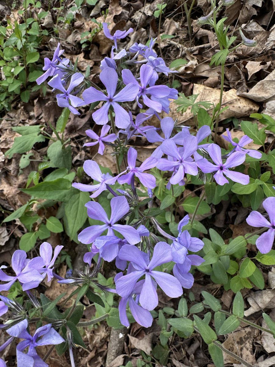 dkpmason's tweet photo. Wild Blue Phlox is easy to find, transplant, & propagate; it provides a pop of early color & brings in the pollinators; it’s both edible & medicinal; & it smells incredible. Look for it in shady woods with plenty of moisture. #dirtmagic https://t.co/JjCIyGGOGb