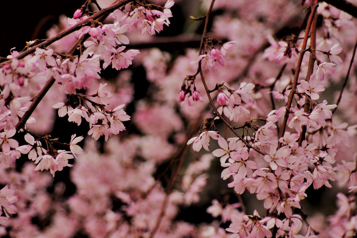 束子-tabako- tweet media