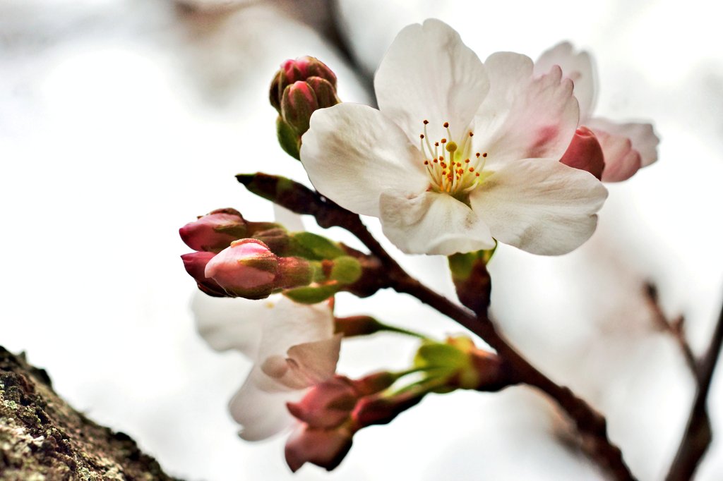 束子-tabako- tweet media