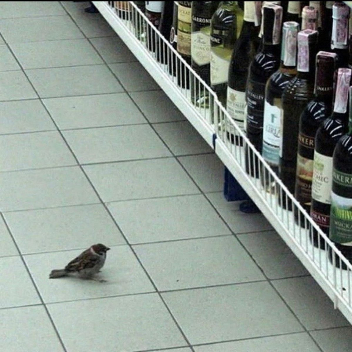 Sparrow tweet media