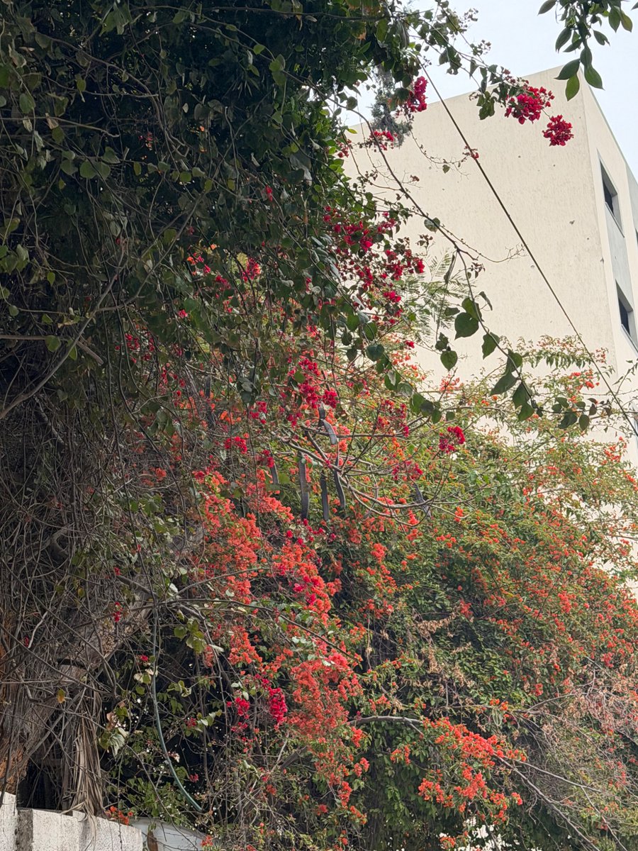 zinah𓂆 tweet media