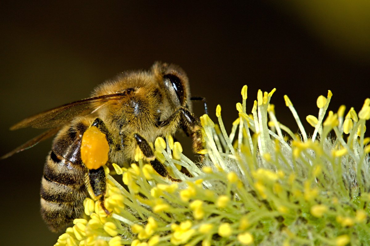 beebuiltsupply's tweet image. Pollen coming in.

Usually a sign brood is increasing
and the colony is growing.

Things are getting busy.

#Beekeeping #BeeBuilt #Apiary #Pollination
