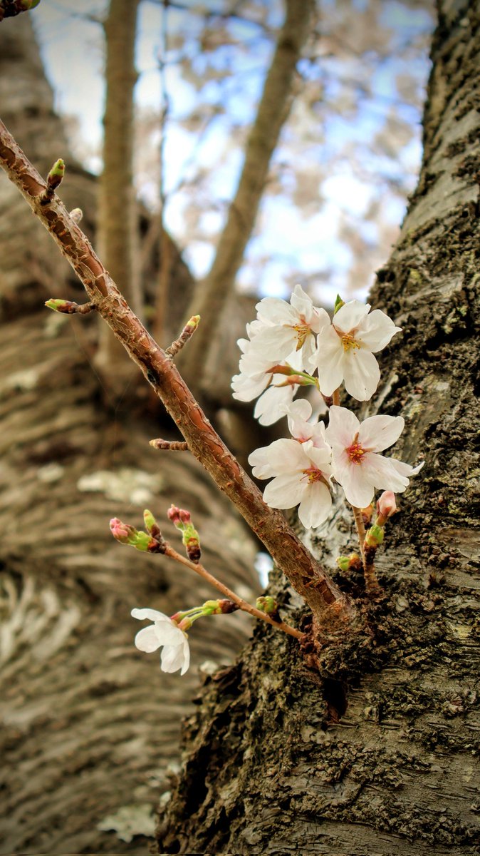 Yuki -D_Drive / East Of Eden- tweet media