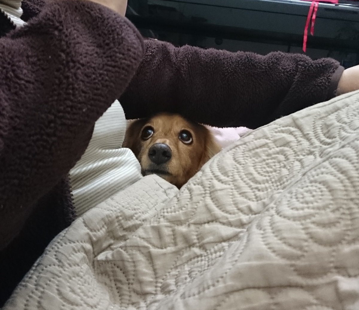 じゃんくろん tweet media