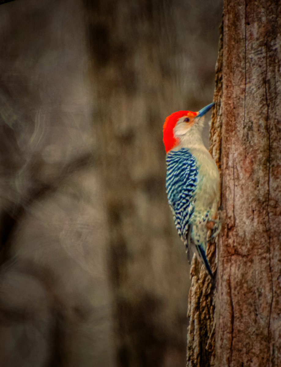 AdmiredArt tweet media