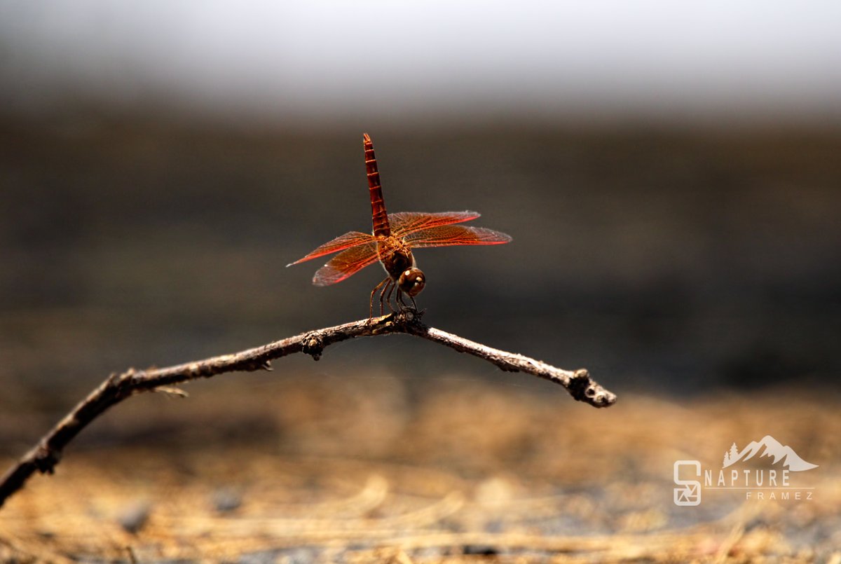 viswaprem_ca's tweet image. Even the smallest wings carry the boldest colours of the wild - Dragon Fly

#CrimsonMarshGlider #DragonflyPhotography #MacroNature #InsectLife #NatureCloseUp #WildlifeIndia #NaturePerfection #TinyWorlds #NatureInFocus #SnaptureFramez #DragonflyShot #MacroMoments #NatureMinimalism