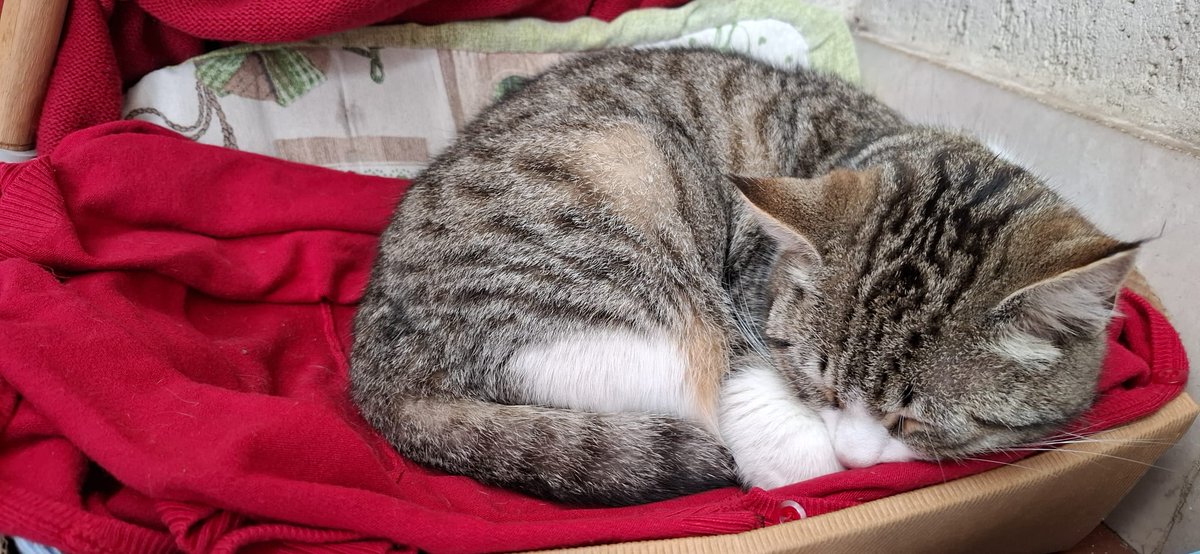 Doctor_D. ❤️🍀 tweet media